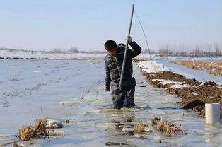 惨 暴雪致350万只牛蛙已死六七成,还有900亩小龙虾生死不明